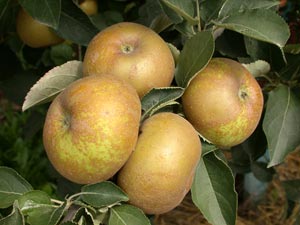 Macieira 'Reinette grise du Canada'
