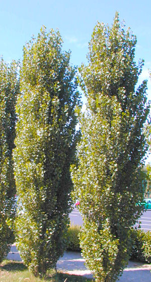 Plantation de peupliers noirs en alignement