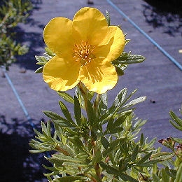 Fleur jaune d'or de la potentille arbustive Fleur jaune d'or de la potentille arbustive