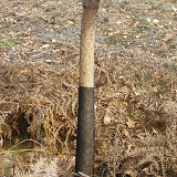 Protege tronco