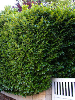 Laurel cerezo o laurocera