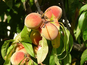 The vine peach tree The vine peach tree