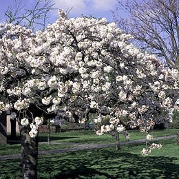 Merisier en fleurs