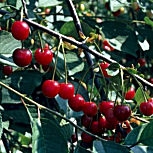 Fruits du merisier