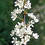 Détails des fleurs du merisier