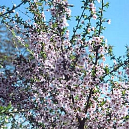 Prunier myrobolan en fleurs