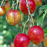 Fruits du Prunier myrobolan