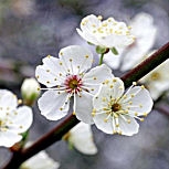 Fleurs du Prunier myrobolan