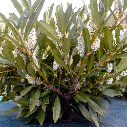 'Otto Luyken' Laurel - Prunus laurocerasus 'Otto Luyken'