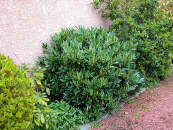 'Otto Luyken' Laurel  - Prunus laurocerasus 'Otto Luyken' 