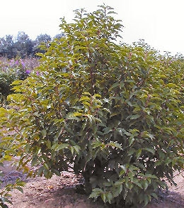 Portugal Laurel &nbsp;- Prunus lusitanica - Laurocerasus lusitanica 