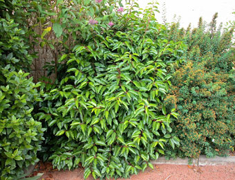 Portugal Laurel &nbsp;- Prunus lusitanica - Laurocerasus lusitanica 
