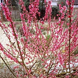 Japanese Apricot - Prunus mume - armeniaca mume