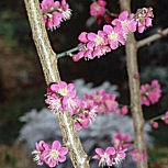 Abricotier japonais: D�tail de la fleur