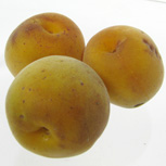 Japanese Apricot - Prunus mume - armeniaca mume