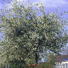 Dogwood+tree+leaves+drooping