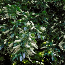 Black Cherry - Prunus serotina 