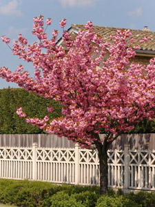 Cerejeira do Jap�o - Prunus serrulata