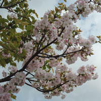 Cerejeira do Jap�o - Prunus serrulata - Flora��o
