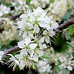 Blackthorn - Prunus spinosa