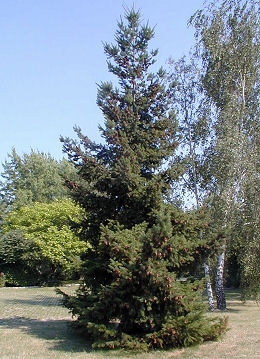 Abeto de Douglas - Pinheiro-do-Oregon- Pseudotsuga menziesii