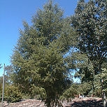 Abeto de Douglas -  Pinheiro-do-Oregon- Pseudotsuga menziesii