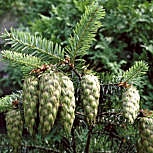 Abeto de Douglas -  Pinheiro-do-Oregon- Pseudotsuga menziesii