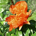Granado enano - Punica granatum nana