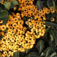Pyracantha Saphyr