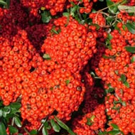 Pyracantha Saphyr