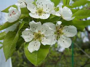 Flores de Peral 'Louise Bonne' Flores de Peral 'Louise Bonne'