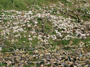 Flores do Nashi Flores do Nashi