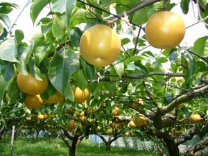 Frutos do Nashi Frutos do Nashi