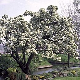 Poirier sauvage en fleurs