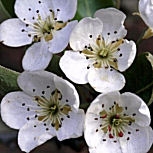 D�tail des fleurs du poirier sauvage