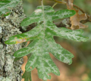 Ch�ne tauzin � Quercus pyrenaica - Feuille