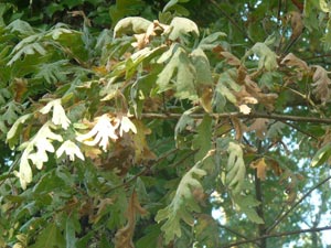 Ch�ne tauzin � Quercus pyrenaica