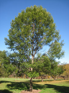 Roble a hojas de casta�o - Quercus acutissima