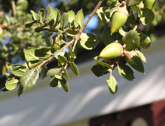 Ch�ne agrifolia, Quercus agrifolia - detail du fruit
