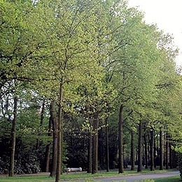 Roble de Turqu�a o marojo - Quercus cerris