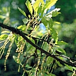 Roble de Turqu�a o marojo - Quercus cerris