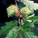 Roble de Turqu�a o marojo - Quercus cerris