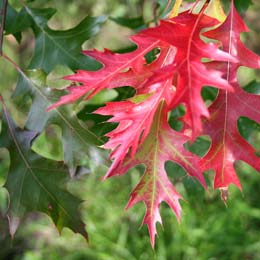Ch�ne �carlate, Quercus coccinea - detail du feuillage