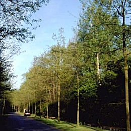 Ch�ne �carlate - Quercus coccinea