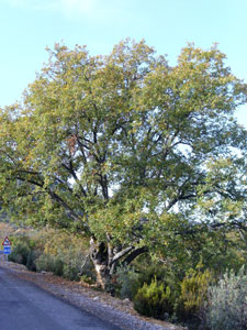 Portuguese Oak - Quercus faginea
