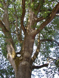 Roble de Garry - Quercus garryana