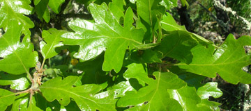 Roble de Garry - Quercus garryana - Hojas