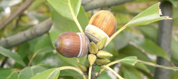 Ch�ne glauque - Quercus glauca - Fruit