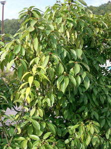 Ch�ne glauque - Quercus glauca