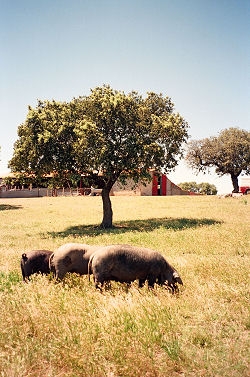 Holm Oak or Holly Oak - Quercus ilex